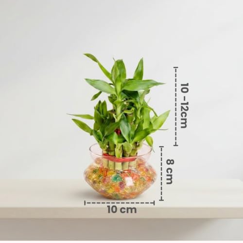 Image of Nurturing Green Lucky Bamboo Plant, 2-Layer, Lucky Plants for Gifting
