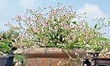 Euphorbia Guiengola Live 4' Plant, by Exotic-Succulent-Collection