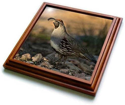 3dRose Trivet with Tile Saguaros & Superstition Mountains, Lost Dutchman State Park, Arizona - 8 by 8" (trv_258768_1)