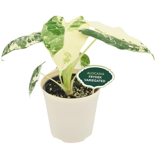 Arcadia Garden Products Live Frydek Variegated Alocasia Rare Indoor Houseplant in Plastic Pot, Tropical Plant Collector Gift for Home and Garden Decor, 4-inch, Beige