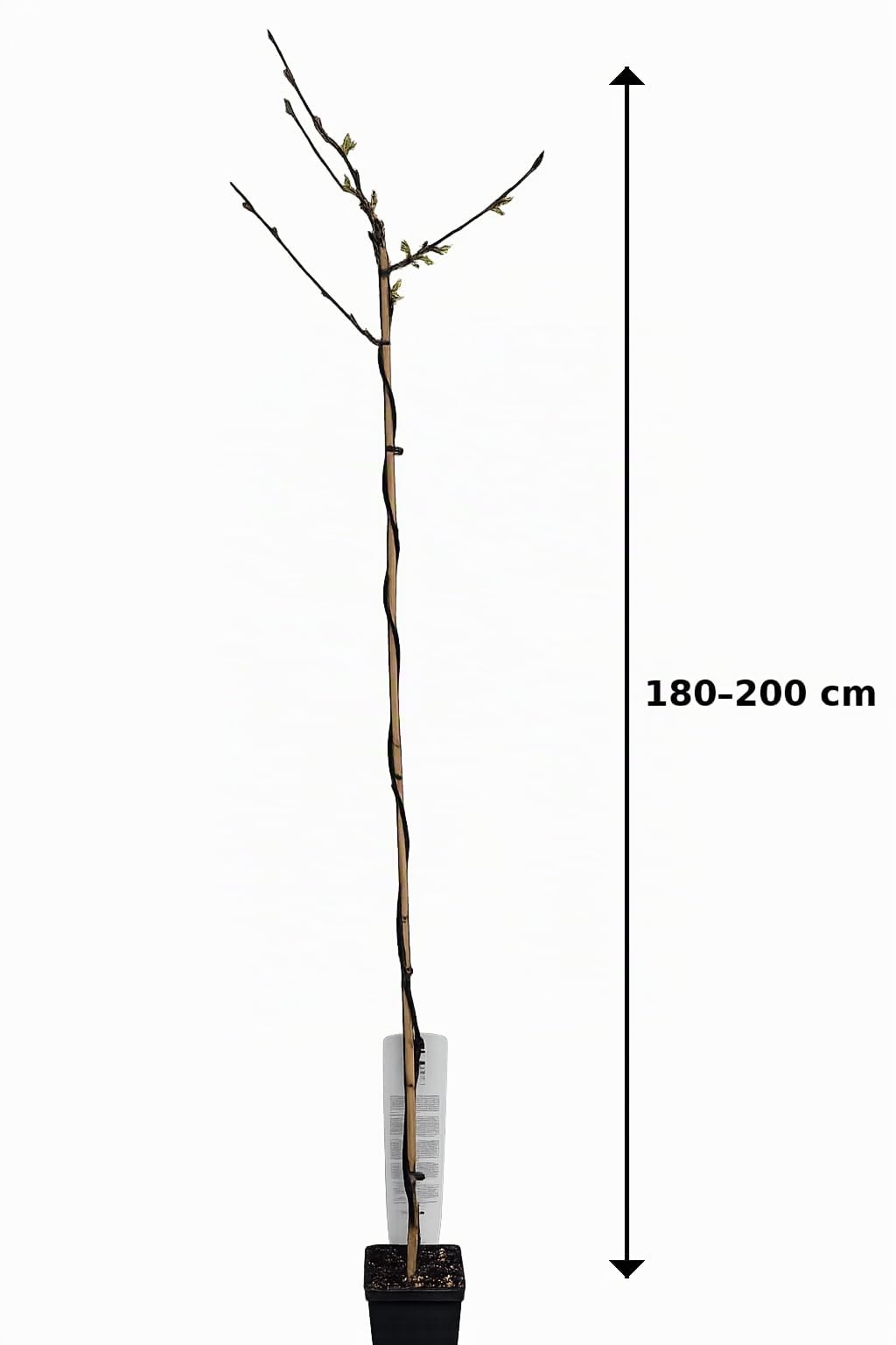 Weißer Blauregen Longissima Alba 180–200 cm – Wisteria floribunda, duftende Kletterpflanze, winterhart, rankend, ideal für Pergola, Garten & Fassade, stark wachsend