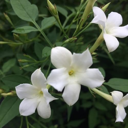 Carbeth Plants 2 x Star Jasmine Officinale in 9cm Pots - Fragrant Blooms