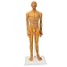 53cm Human Body Acupuncture Model, Male Pressure Point, Chinese Medicine Teaching Acupoint Mannequin Pressure Point Acupuncture Model