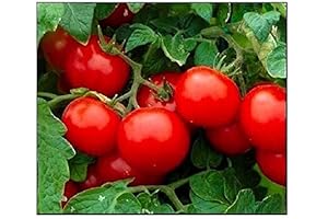 250 Cherry Tomato Seeds for Hydroponic Garden