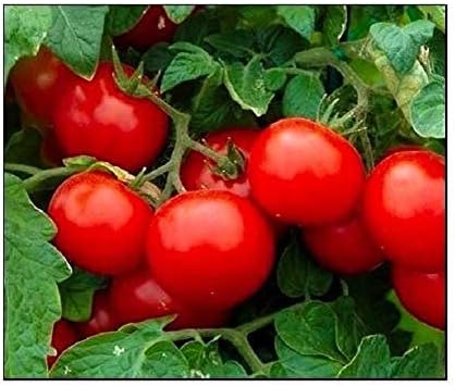 250 Cherry Tomato Seeds Large | Non-GMO | Fresh Garden Seeds