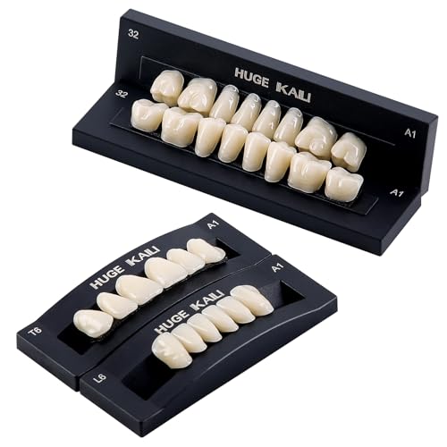 Image of JMU 28 Pcs /Set Dental Acrylic Resin Denture Teeth Shade A1 T6 Resin Synthetic False Teeth