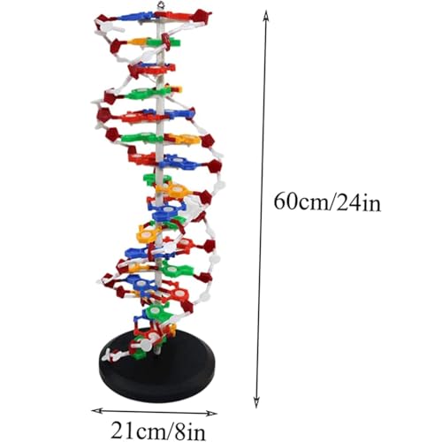 DNA Double Helix - Kit de modelo molecular de doble hélice, base giratoria para un aprendizaje mejorado, ideal para educación médica y enseñanza científica