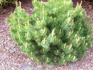 25 MUGO PINE Dwarf Evergreen Shrub Pinus Pumilio Seeds + Gift & Comb S/H