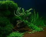 NatureHolic
