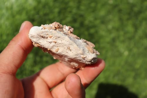 Image of Ammonites & Gastropods Plate Cretaceous Fossils Fossils from Morocco Fossil Rock ammonites Fossil from Morocco A121