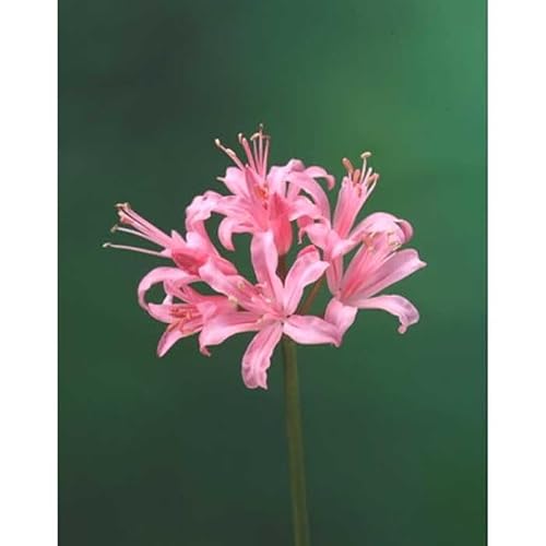 ネリネ サルニエンシス ピンク 球根 1球 ダイヤモンドリリー 夏植え 秋咲き 花の大和のサムネイル