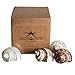 Hermit Crab Shells | Turbo Shells | 4 Assorted Turbo Shells 2-2.5