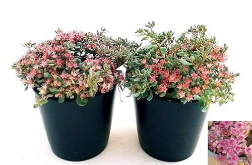 POWERS TO FLOWERSSEDUM CAUTICOLA, 2 PIANTE, piante vere