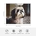 WZYWHJ Shih Tzu Flanelldecken mit Hundemuster sind super weich, warm und leicht, geeignet für Sofas und Betten