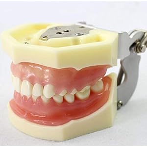 1/3 Tanden Wortel Parodontitis Model Orale Parodontologie Tanden Gom Hechtdraad Onderwijs Praktijk Demonstratie Model: