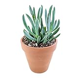 Senecio Blue Chalk Sticks Succulent (2'' + Clay Pot) - Serpens Mandraliscae for Sale - Live House Plant for Home Office Decoration