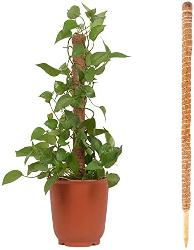Acquista traliccio da giardino in bambù | Supporto per piante ecologiche