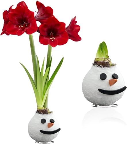 Bulbo de Amaryllis de cera Muñeco de nieve, 1 bulbo de flor de cera en formato grande 26/30, exclusivo plantas y flores de Holanda, reales de Hippeastrum