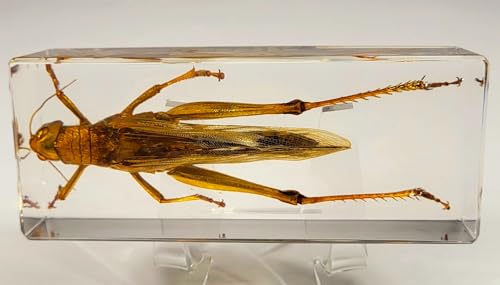 Image of 4.3 inch Large Real Golden Desert Locust in Crystal Clear Lucite Resin Specimen Preserved Insect Taxidermy Crafts Collection for Biology Science Education & Desk Ornament Display Supplies Paperweight