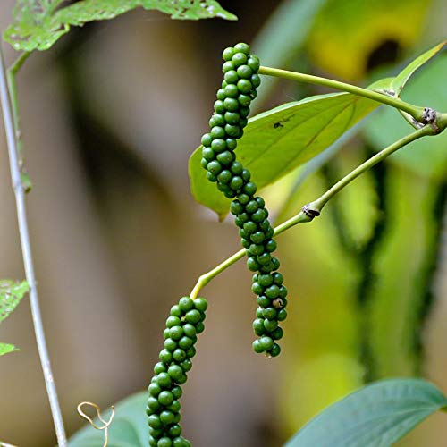 Generic Exoticflora Fruit Plants Pepper Climber Fruit Plants -Trees Healthy Live Plant With 6 Inches Fibre Pot (Real Fruit Plants For Garden And Home) (B07TWL31NV) Amazon Price History, Amazon Price Tracker