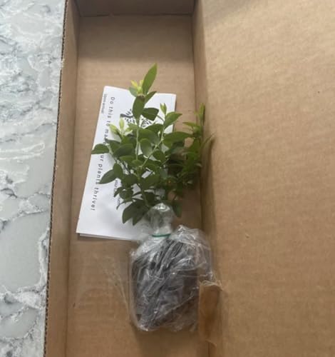 Top Hat Blueberry Plants - Pack of 2 (Two) - Perfect for Containers - Live Dwarf Blueberry Plants for Planting - 5-8 inch