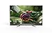 Produktbild TCL U55X9006 140 cm (55 Zoll) QLED Fernseher (UHD, Triple Tuner, Smart TV)