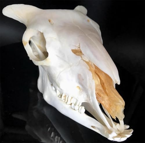 Crâne de mouton réplique de taille réelle moulage haute fidélité AMITD