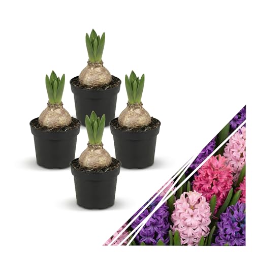 Live Flowering Hyacinth (4 Per Pack) - Grower\'s Choice Assorted Colors, Beautiful Spring Bulbs, Ships Dormant in a 1 Pint Pot, Blooms in 2-3 Weeks