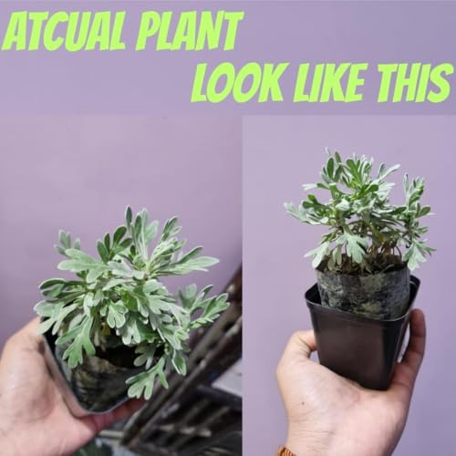 Image of Live Lavender Plant with Pot | Fragrant Purple Flowering Herb | Aromatic Outdoor Indoor Plant for Home Garden Balcony Terrace Patio Decor | Low Maintenance Lavender Flower| Pack of 1