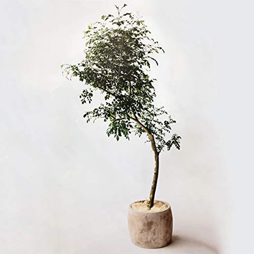 アンティーク　￼植木鉢 h09-qp30.jpg