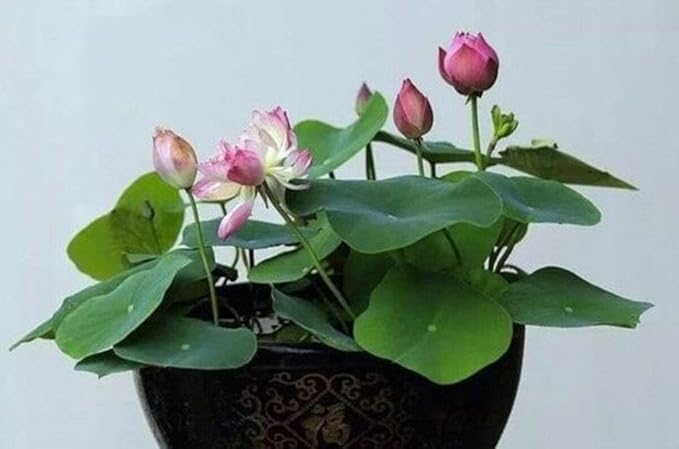 See full amazon price history chart for Lotus Seeds for Growing in pot, High Yielding seeds | pack of 11 seeds Lotus Seeds for Growing in pot, High Yielding seeds | pack of 11 seeds (B0DHW5C5ZF) Amazon Price History, Amazon Price Tracker