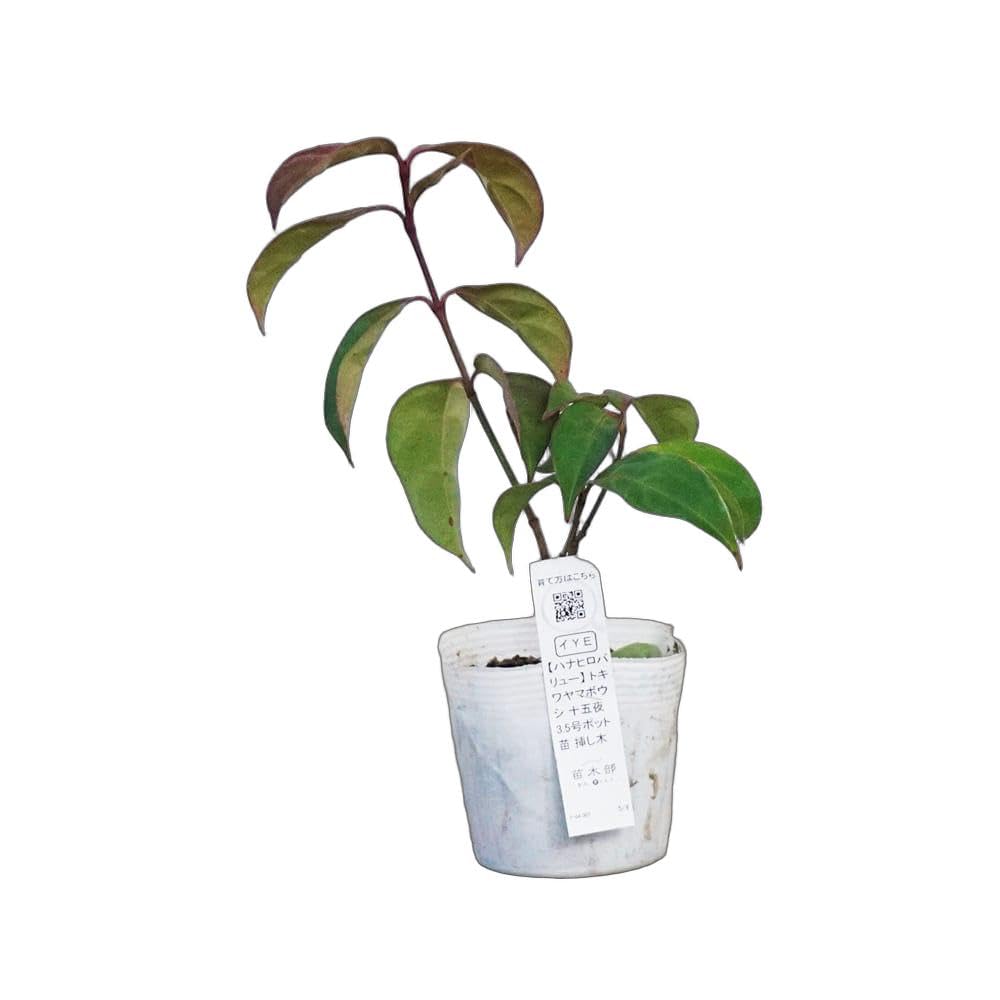 Amazon.co.jp: トキワヤマボウシ 【十五夜】 3.5号ポット苗 挿し木