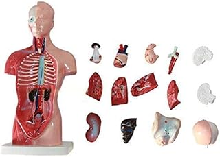 Torso, Anatomical Medical Torso Model 13 Parts, Human Torso Model 28cm Model with Removable Human Organs for Class Students