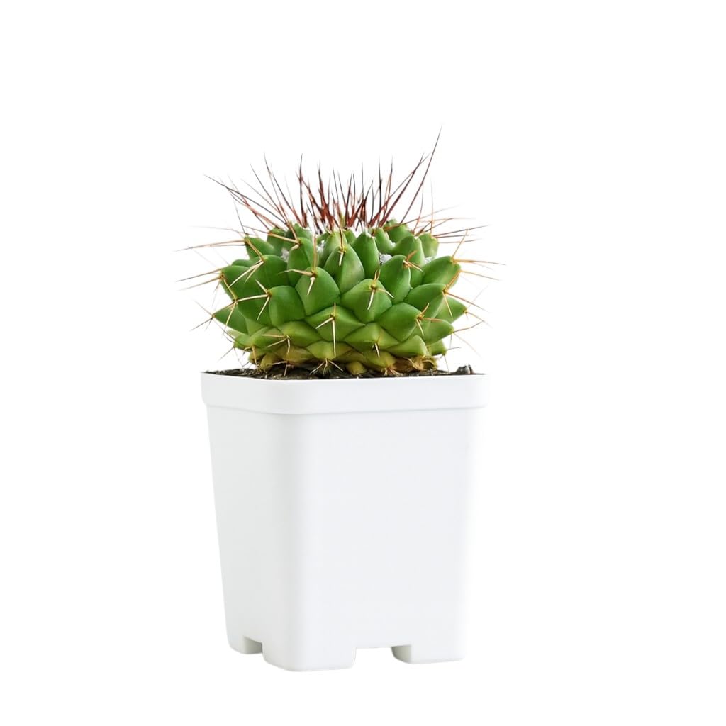 Samarth Cactus Mammillaria Bucarelensis CV. Erusam | Air Purifier Indoor Natural Rare Live Plant With Pot Striking Succulent For Living Room, Bedroom, Home Garden Balcony Office Decor-image-40