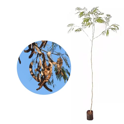 Genérico, Muda de Angico do Cerrado 20 a 40cm AMK - Plantas Online
