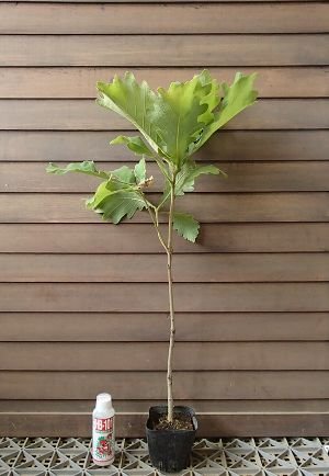 Amazon | カシワ （柏の木） | 植木