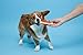 Hartz Chew'n Clean Bone Small