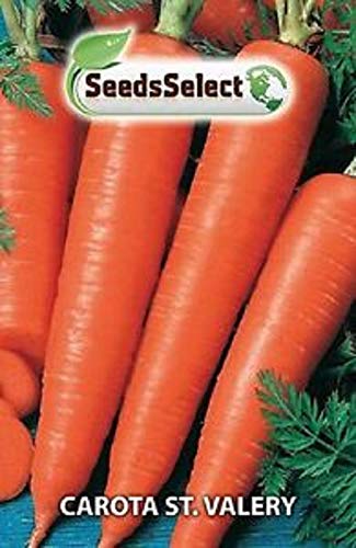 Semi Sementi Carota Carote St. Valery GIGANTE