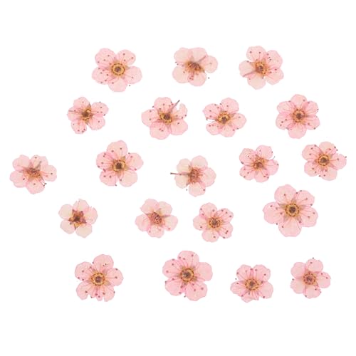 Flores Secas Prensadas Patikil 60 Piezas Rosa Claro miniatura 1