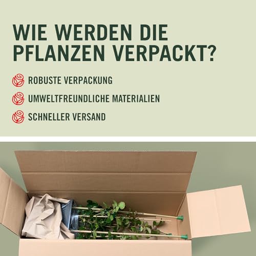 Kletterrose Red Flame in Rot - Kletter-Rose winterhart, stark duftend - Pflanze für Rankhilfe im 5 Liter Container von Garten Schlüter - Pflanzen in Top Qualität