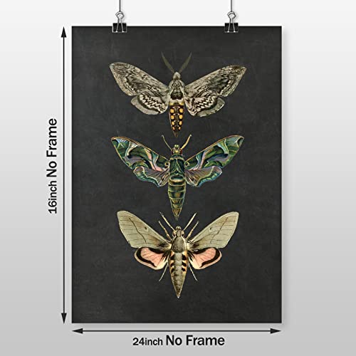 Moth Canvas Wall Art Nature Insect Posters Vintage Nature Prints For Wall Decor Vintage Animals Poster Vintage Moth Wall Art Educational Animal Posters Insect Wall Art For Kids Room 16X24Icnh No Frame #TOP3