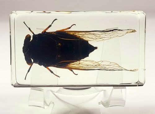 Image of 72mm Real Cicada w /Clear Wings in Crystal Lucite Resin Paperweight Specimen Preserved Cryptotympana Atrata Taxidermy Collection for Biology Science Education & Desk Ornament Display Supplies