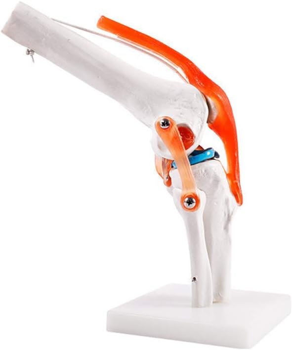 Human Knee Joint Bone Model Life Size Human Knee Joint Model, Knee Anatomy Model Anatomy of The Knee Model for Medical Teaching and Research Aid