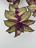 Wandering Jew Live Plant - Tradscantia Redillia's Dragon Tail - Striking Purple on Green Foliage, Easy to Grow houseplant for Home and Garden Decor