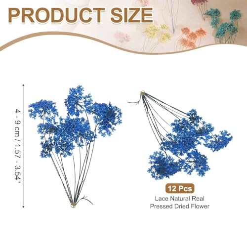 Flores Secas Naturales Prensadas para Manualidades 12 Pzs miniatura 2