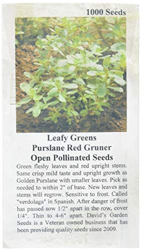 David's Garden Seeds Leafy Greens Spinach Green Malabar D2438NB (Green) 200 Open Pollinated Seeds David's Garden Seeds Leafy Greens Spinach Green Malabar D2438NB (Green) 200 Open Pollinated Seeds