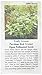 David's Garden Seeds Leafy Greens Spinach Green Malabar D2438NB (Green) 200 Open Pollinated Seeds