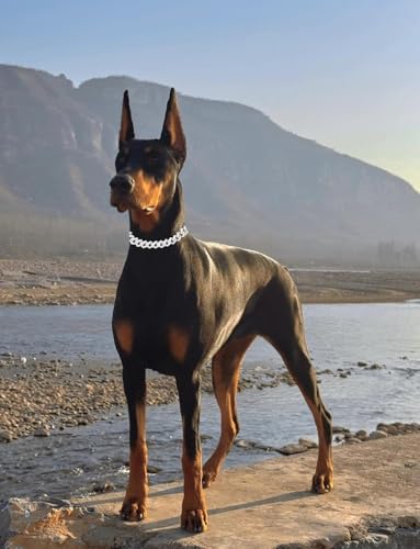 Chaîne bleue pour chien résistante pour animaux de toute taille - 5