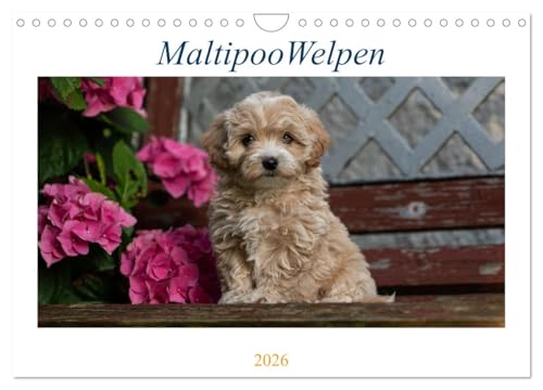 Maltipoo Welpen (Wandkalender 2026 DIN A4 quer), CALVENDO Monatskalender: Beim Maltipoo handelt es sich um eine Kreuzung zwischen Pudel und Malteser. (CALVENDO Tiere)