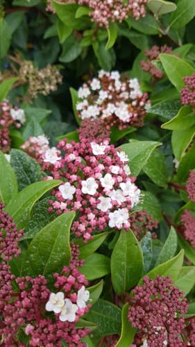 Viburnum tinus/Laurier tin/Conteneur de 7 à 10 litres/Arbuste de haie/Floraison hivernale
